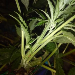 week 3 flowering