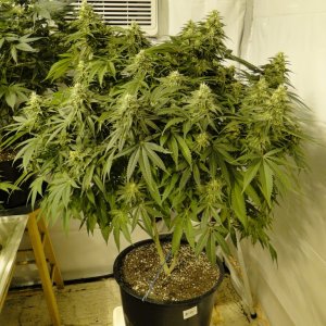 Organic Sour Diesel x OG Kush x Hindu Kush-Day 41 of Flowering