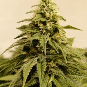 Organic Sour Diesel x OG Kush x Hindu Kush-Day 41 of Flowering