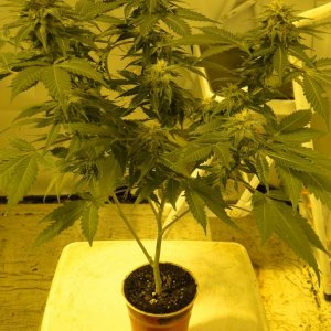 Organic Sour Diesel x OG Kush x Hindu Kush-Day 41 of flowering