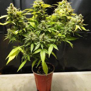 Organic Jilly Bean-Solo Cup Grow