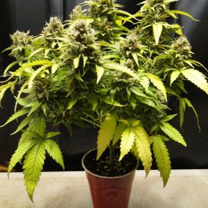 Organic Jilly Bean-Solo Cup Grow