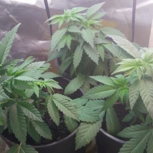 Mystery Seeds Veg Week 4 Day 4