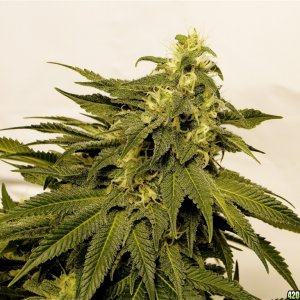 Organic Sour Diesel x OG Kush x Hindu Kush-Day 42 of Flowering