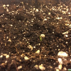 Lola seed shell problem