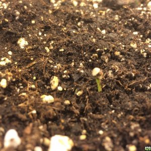 Lola seed shell problem 2