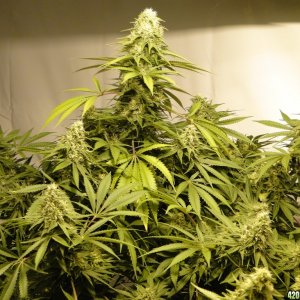 Organic Sour Diesel x OG Kush x Hindu Kush-Day 43 of Flowering