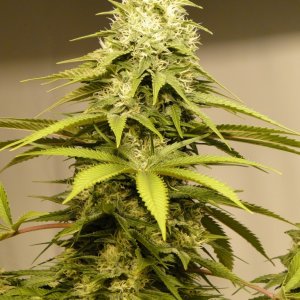 Organic Sour Diesel x OG Kush x Hindu Kush-Day 43 of Flowering