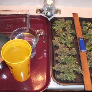 Bud Washing