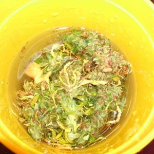 Bud Washing