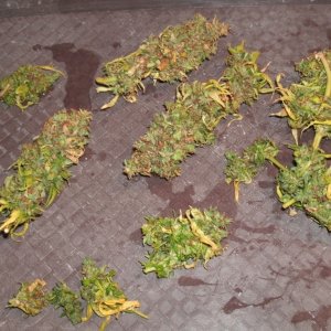 Bud Washing