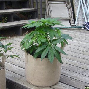 h00ks hillbilly grow 2016