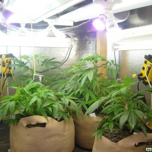 h00ks hillbilly grow 2016