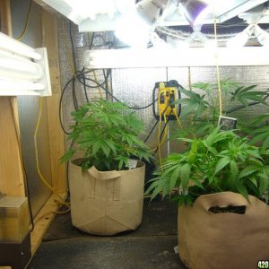 h00ks hillbilly grow 2016