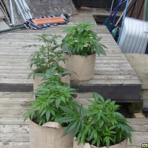 h00ks hillbilly grow 2016