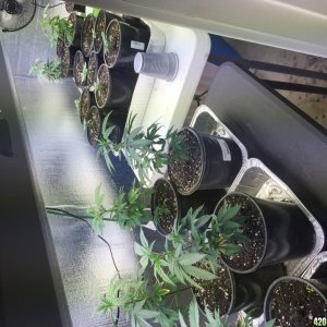 My grow room pics