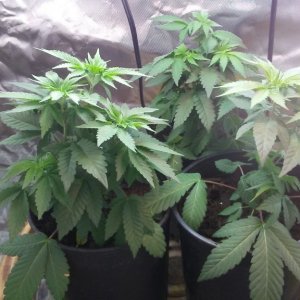 Mystery Seeds Veg Day 36 - New Clones