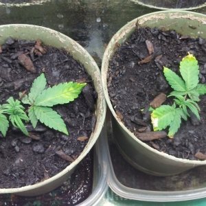 Mystery Seeds Veg Day 36 - New Clones