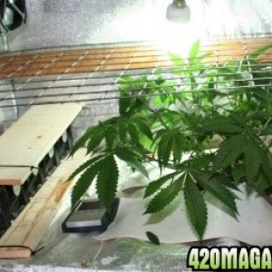 Grow_room27