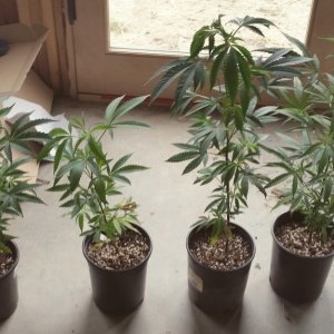 Ducksfoot offgrid grow 2016