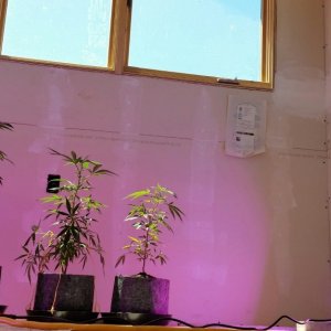 Ducksfoot offgrid grow 2016