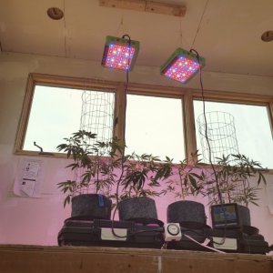 Ducksfoot offgrid grow 2016