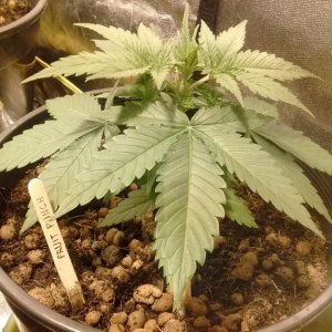 Heavyweight Seeds Fruit Punch