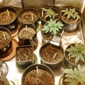grow room setup