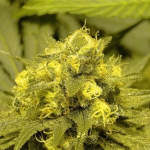 Various Strains in Flowering-6/11/16