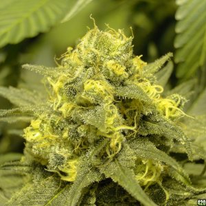 Various Strains in Flowering-6/11/16