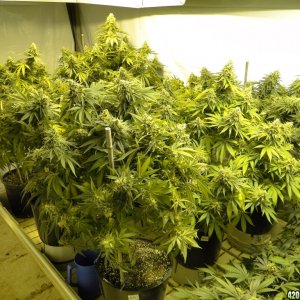 Various Strains in Flowering-6/11/16