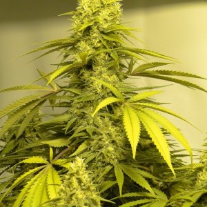 Various Strains in Flowering-6/11/16