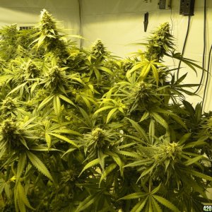 Various Strains in Flowering-6/11/16