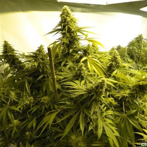 Various Strains in Flowering-6/11/16