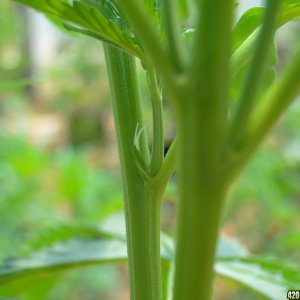 2016 Organic Greenhouse Garden-6/12/16