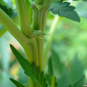 2016 Organic Greenhouse Garden-6/12/16