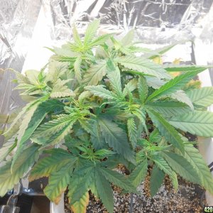 CFL Grow by Beardee