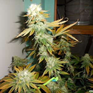 Kosher_Kush_near_finish_line_005