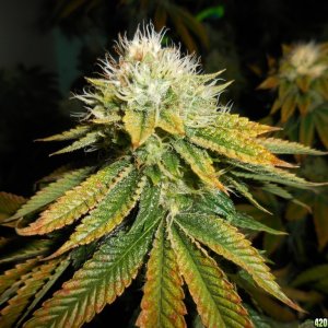 Kosher_Kush_near_finish_line_008