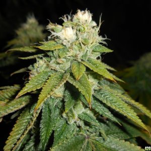 Kosher_Kush_near_finish_line_020