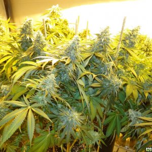 Various Strains in Flowering-Day 50-6/13/16