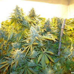 Various Strains in Flowering-Day 50-6/13/16