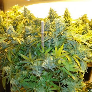 Various Strains in Flowering-Day 50-6/13/16