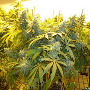 Various Strains in Flowering-Day 50-6/13/16