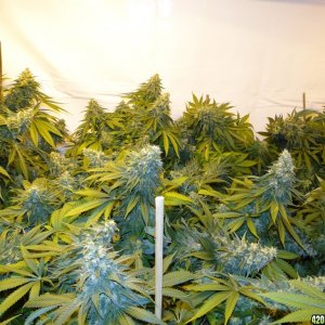 Various Strains in Flowering-Day 50-6/13/16