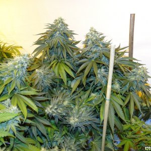 Various Strains in Flowering-Day 50-6/13/16