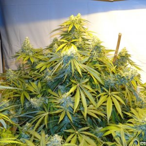 Various Strains in Flowering-Day 50-6/13/16