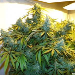 Various Strains in Flowering-Day 50-6/13/16