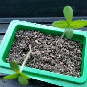 Mendo Madness seedling