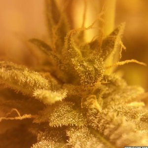 Trichomes